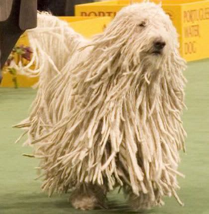 KOMONDOR.jpg picture by duka52