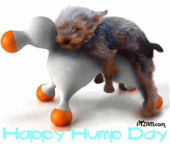 humpday photo: Humpday BChumpday0207.gif