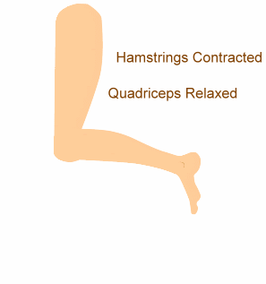 Quadriceps &amp; Hamstrings