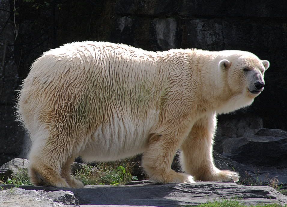 [Bild: TierparkBerlin030bearb.jpg?t=1219431325]