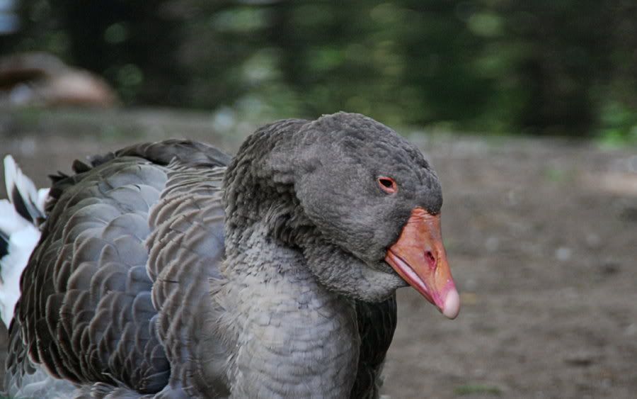[Bild: TierparkBerlin057bearb.jpg?t=1219605860]
