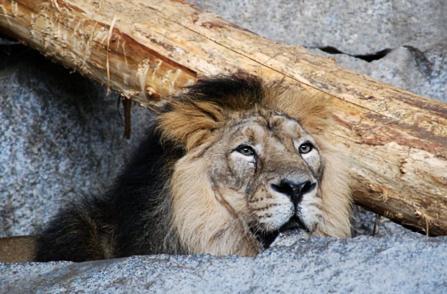[Bild: TierparkBerlin094bearb.jpg?t=1219430459]