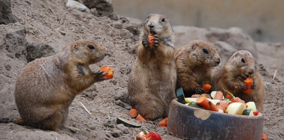 [Bild: TierparkBerlin103bearb.jpg?t=1219432112]
