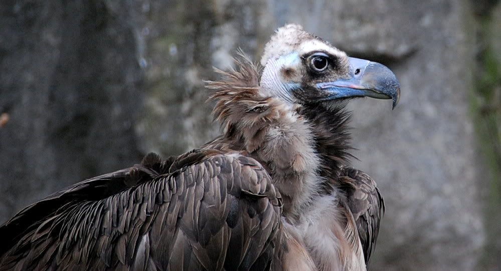 [Bild: TierparkBerlin160bearb.jpg?t=1219587245]