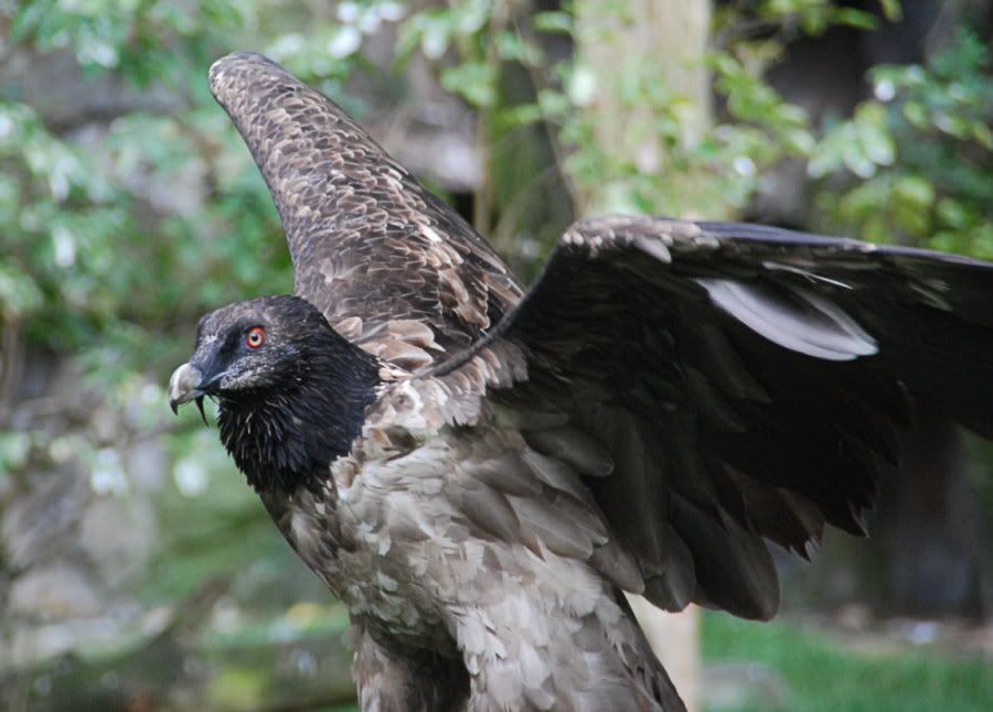 [Bild: TierparkBerlin170bearb.jpg?t=1219431591]