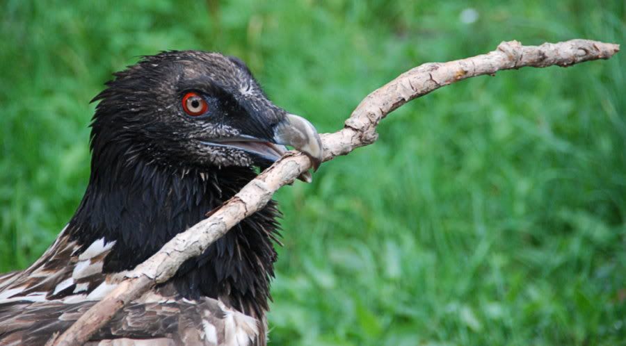 [Bild: TierparkBerlin174bearb.jpg?t=1219432496]