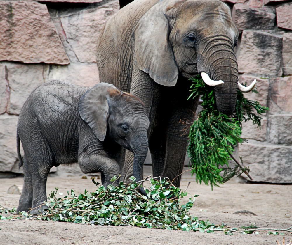 [Bild: TierparkBerlin246bearb.jpg?t=1219587850]