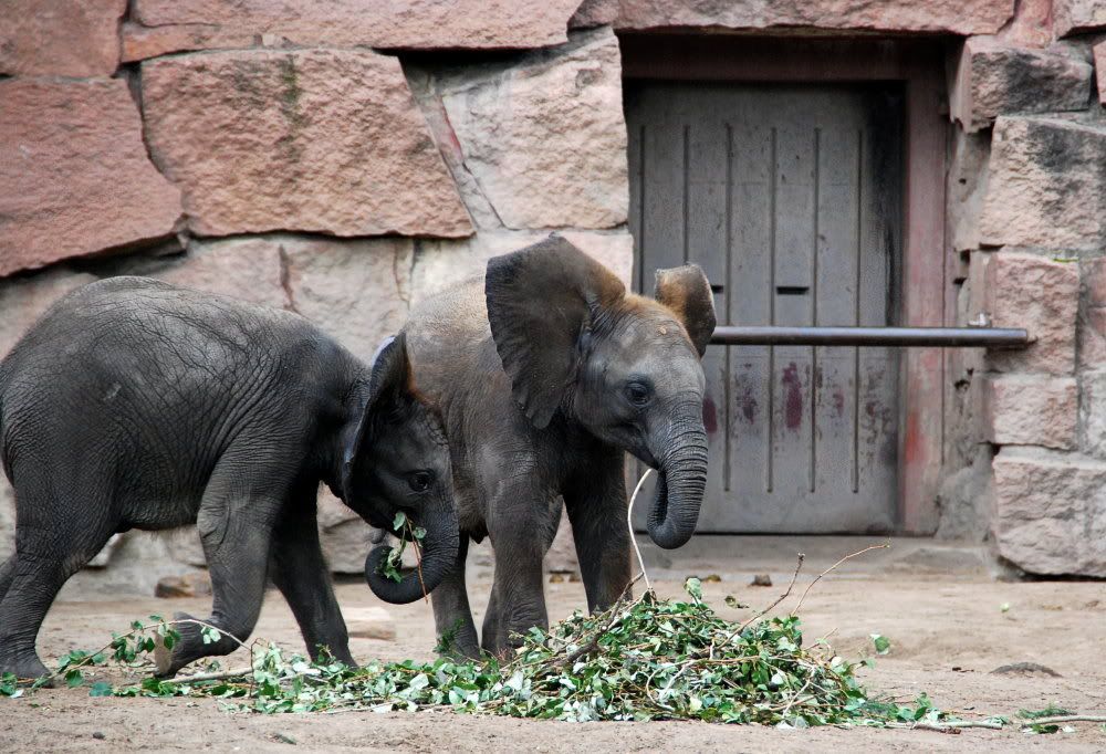 [Bild: TierparkBerlin253bearb.jpg?t=1219587752]