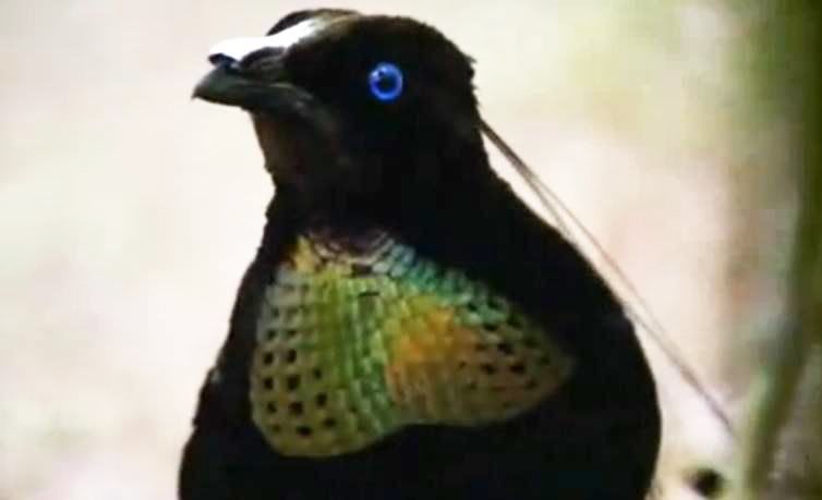 parotia - six plumed bird
