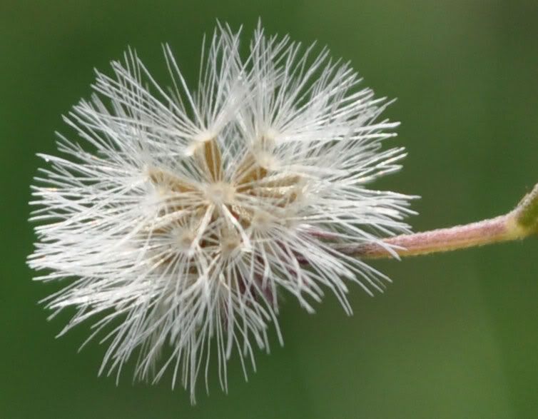 macro2.jpg