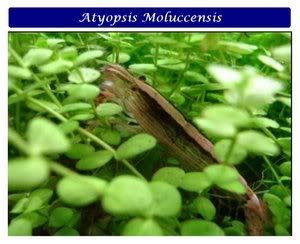 AtyopsisMoluccensis.jpg