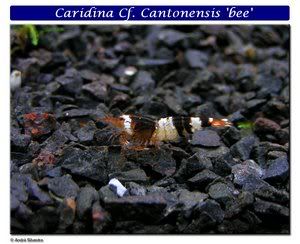CaridinaCfCantonensisbee.jpg