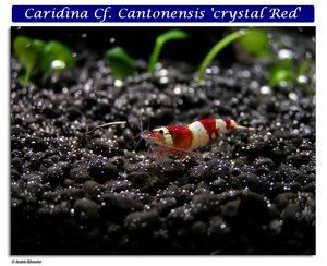 CaridinaCfCantonensiscrystalRed.jpg