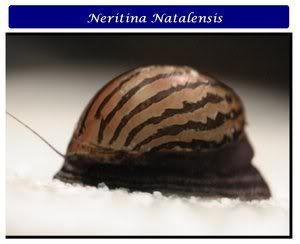 NeritinaNatalensis.jpg