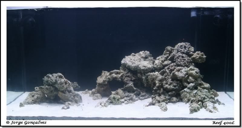 Reef400L005.jpg