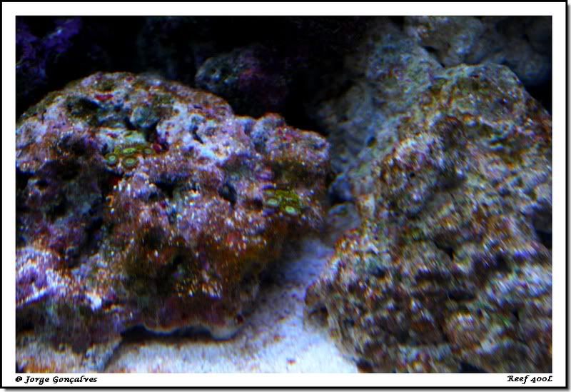 Reef400L031.jpg