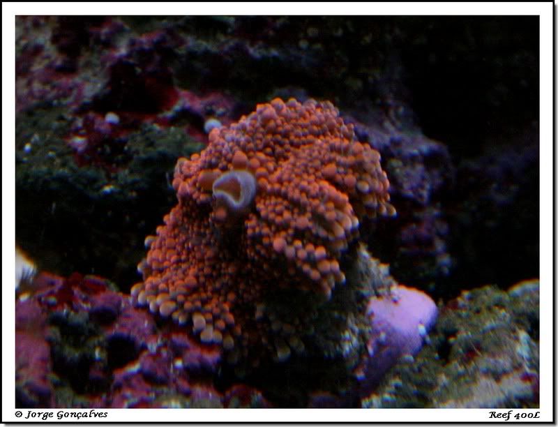 Reef400L050.jpg