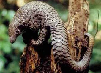 pangolin