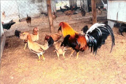 King pen game farm mercedes texas #5