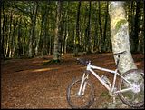Bosque-4.jpg image by Demevius
