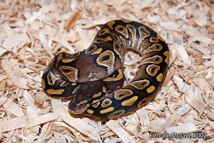 Female-Mojave-002.jpg