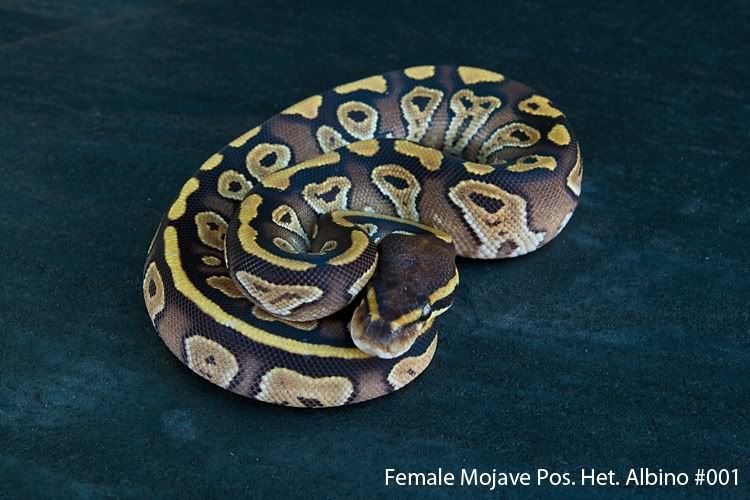 Female-Mojave-Poss-Het-Albino-001.jpg