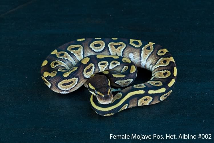 Female-Mojave-Poss-Het-Albino-002.jpg