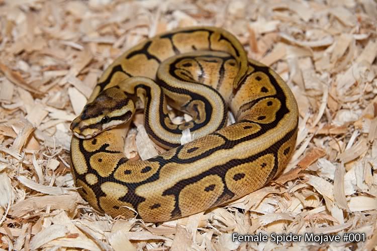 Female-Spider-Mojave-001-1.jpg