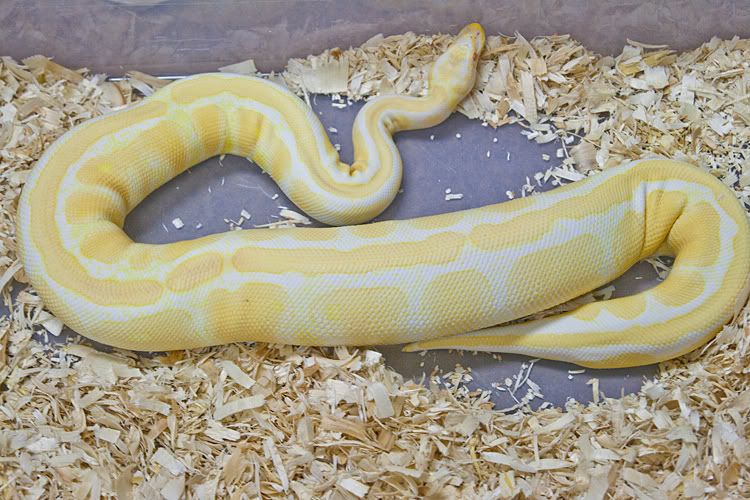 KorvaOvulation01.jpg