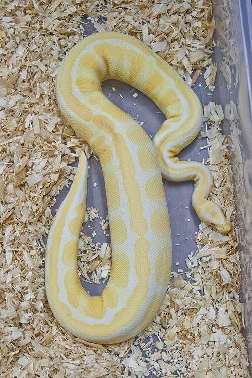 KorvaOvulation02.jpg