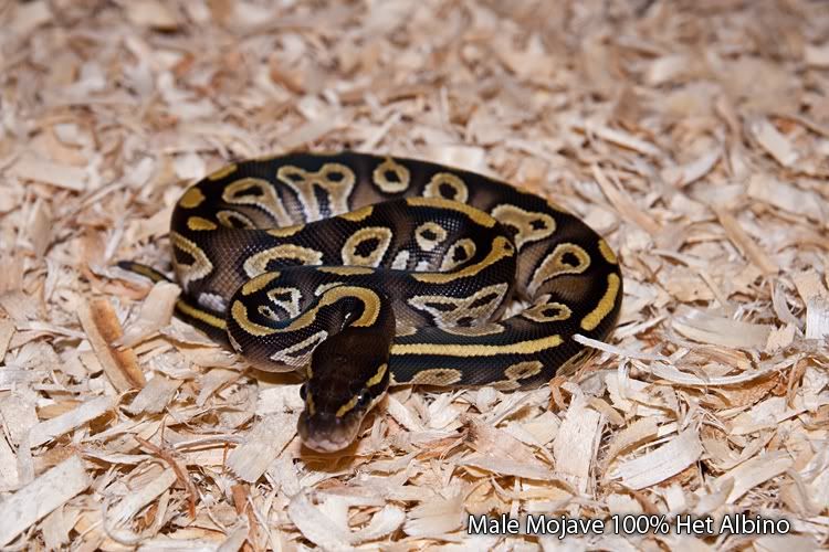 Male-Het-Albino.jpg