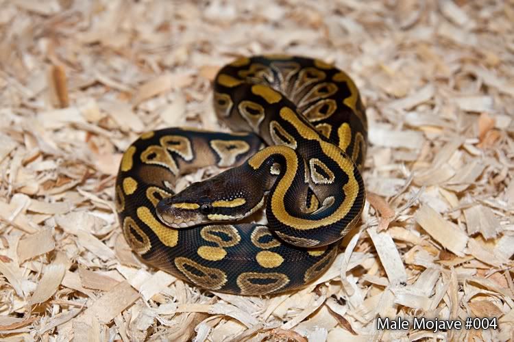 Male-Mojave-004.jpg