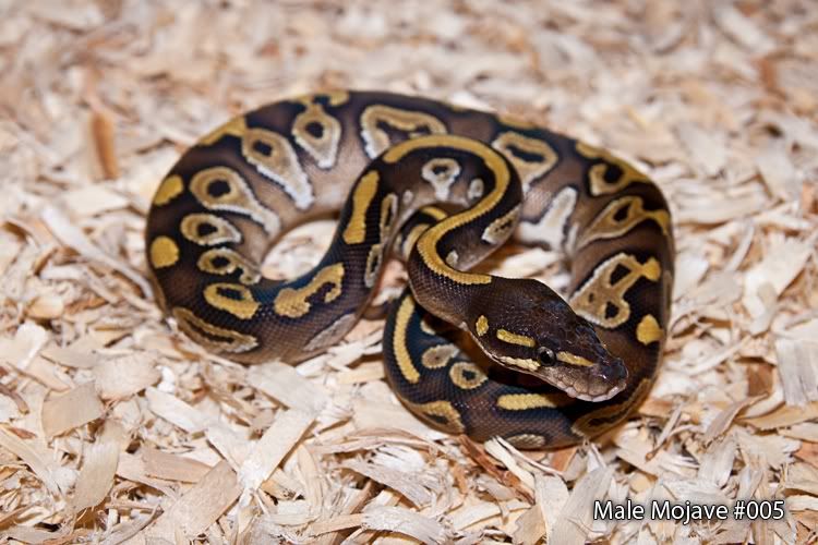 Male-Mojave-005.jpg