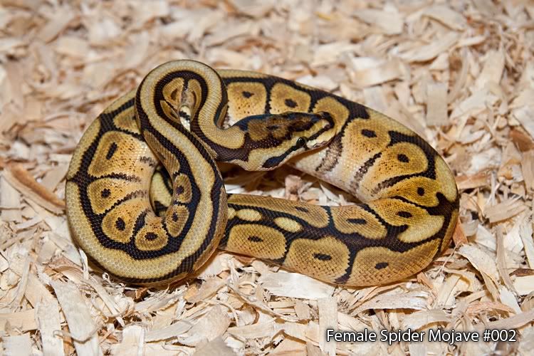Spider-Mojave-002.jpg