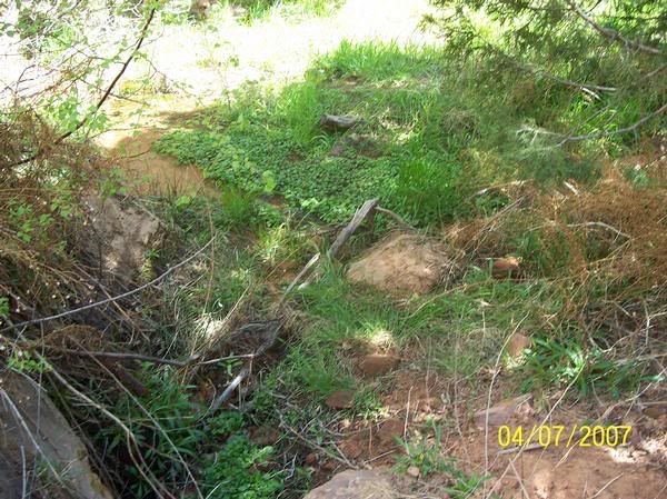 Shade and Grass