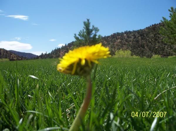 Dandelion