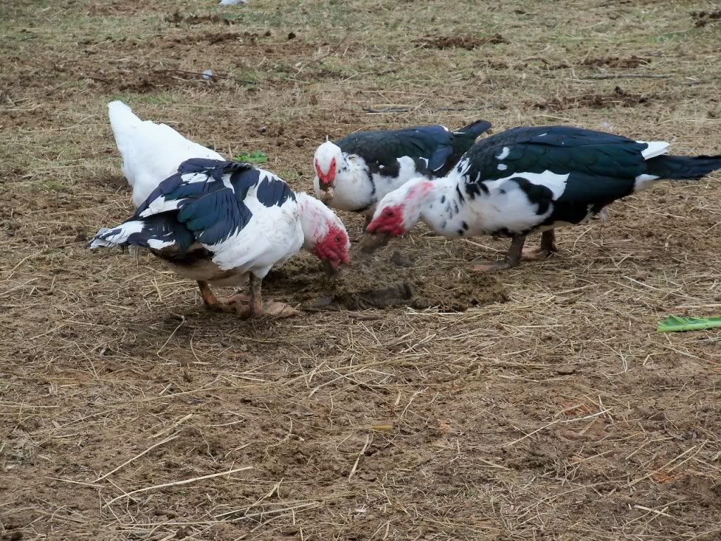 Harrow manure piles or not? - Cattle