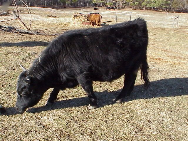 Best dairy cow/meat combo - Cattle
