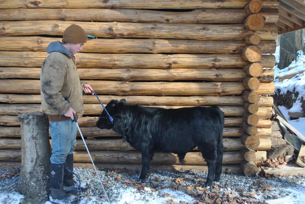 Dexter bull for sale - Cattle