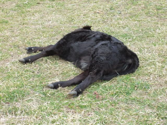 Yearling Issue - Cattle