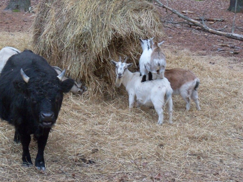 Sheep or goat make good company for heifer? - Cattle