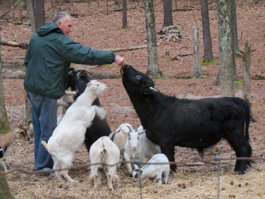 Would you like to see my pet cow? - Cattle