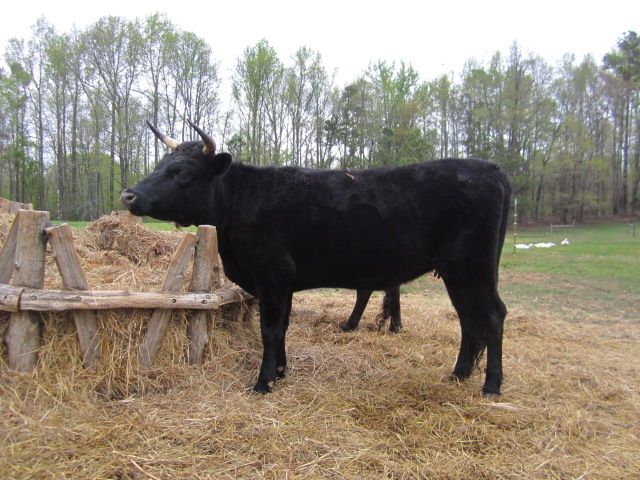 Bred Dexter Beef Cow in Virginia - Cattle