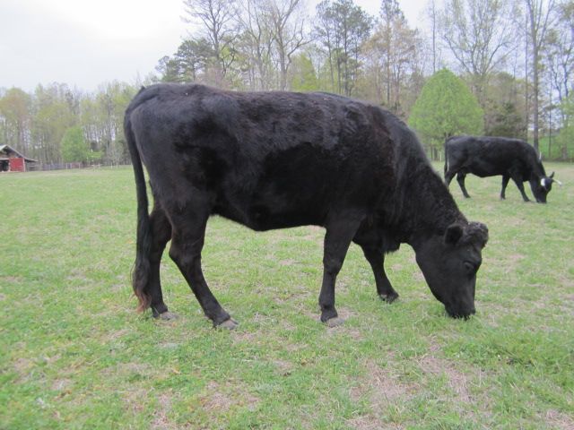 Bred Dexter Beef Cow in Virginia - Cattle