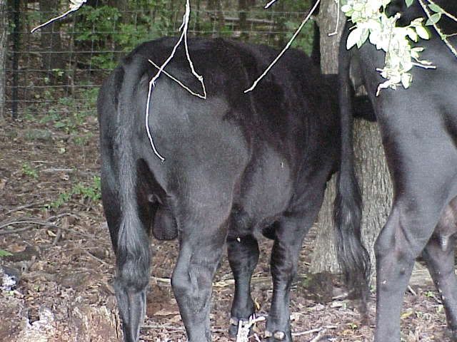 Braden of Paradise, Dexter bull - Cattle