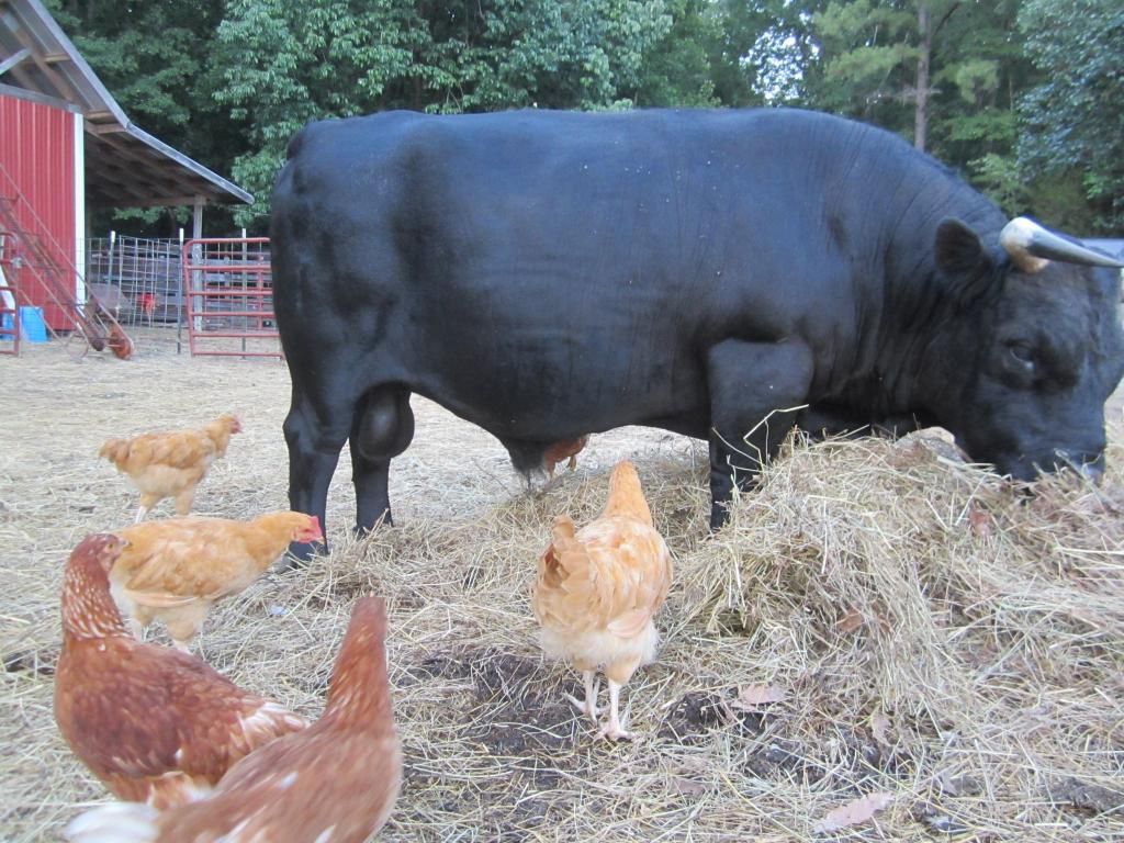Controlling flies on cattle - Cattle