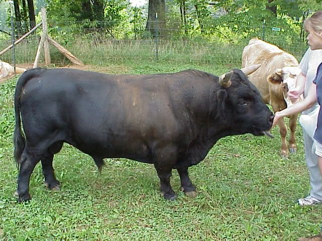 A tribute to Noelly - Cattle