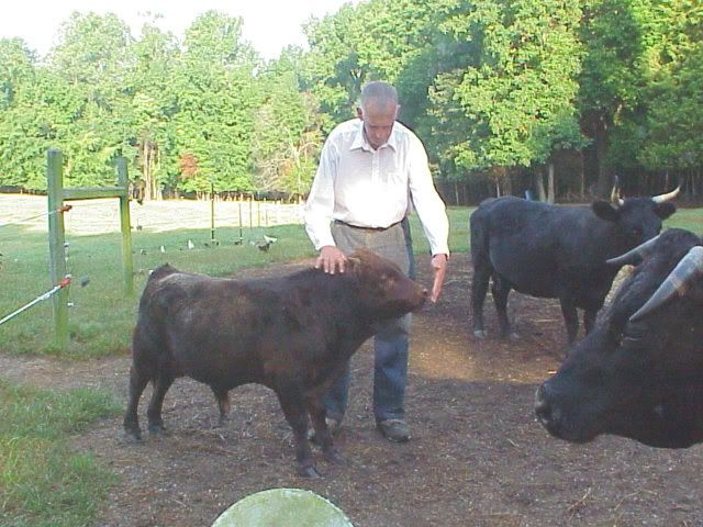 FS: Tiny Dexter Dun Breeding Bull - Cattle