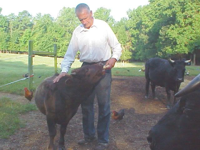 FS: Tiny Dexter Dun Breeding Bull - Cattle