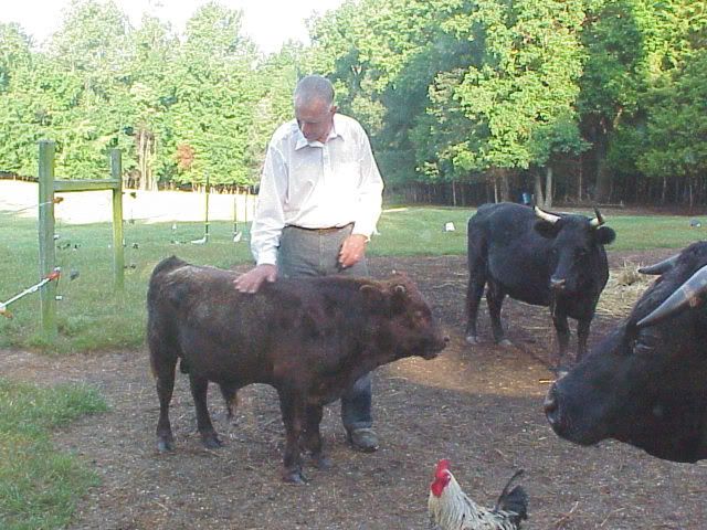 FS: Tiny Dexter Dun Breeding Bull - Cattle